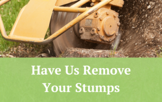 Have Us Remove Your Stumps | Jernigan Landscaping