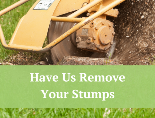 Have Us Remove Your Stumps!