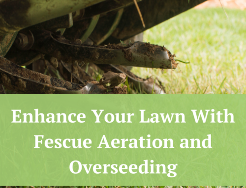 Enhance Your Lawn With Fescue Aeration and Overseeding