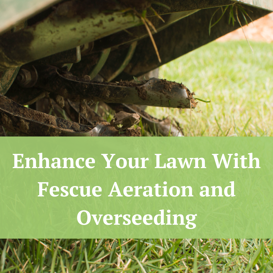 Enhance Your Lawn With Fescue Aeration and Overseeding | Jernigan Landscaping