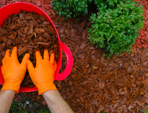 New Year, New Garden: Winter Maintenance Tips